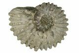 Bumpy Ammonite (Douvilleiceras) Fossil - Madagascar #247937-1